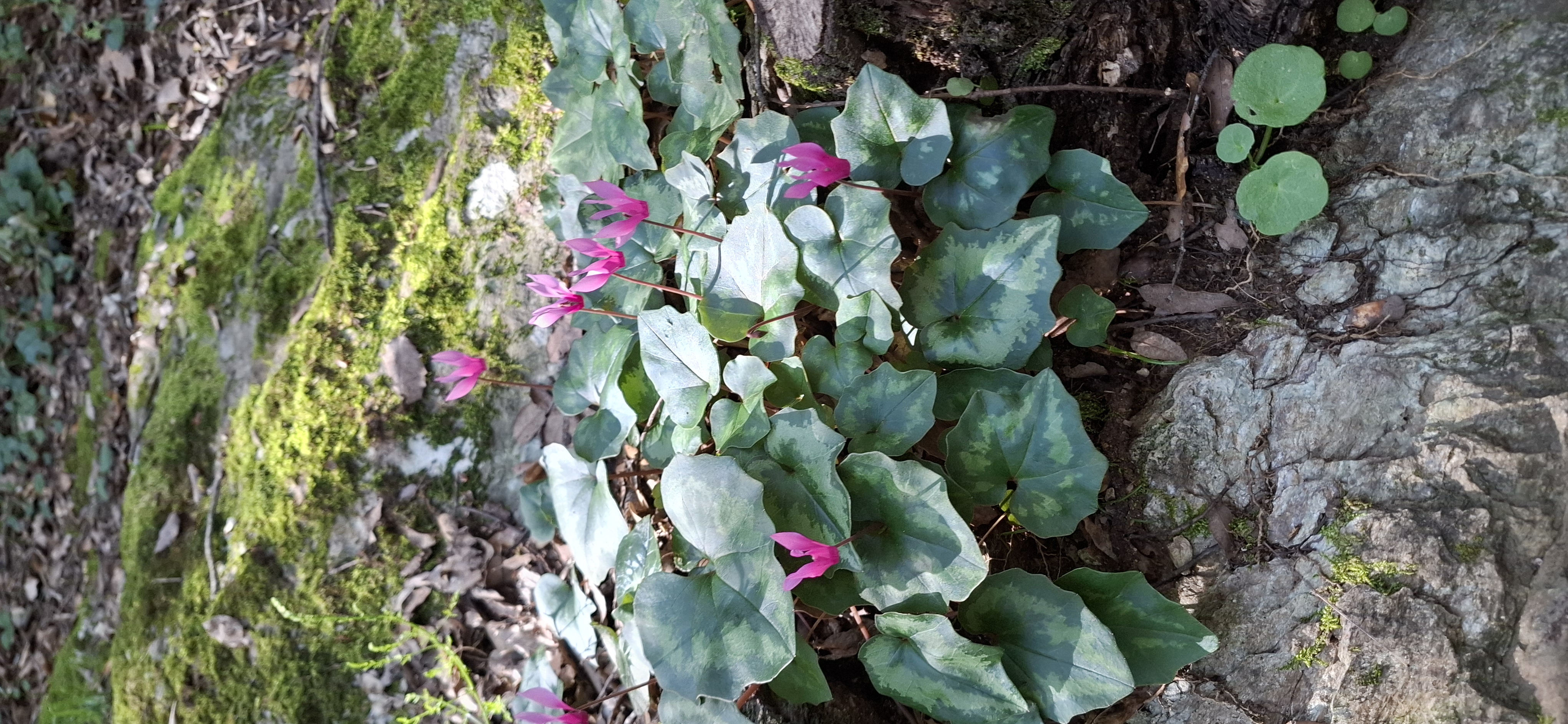 Faune et flore